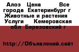 Алоэ › Цена ­ 150 - Все города, Екатеринбург г. Животные и растения » Услуги   . Кемеровская обл.,Березовский г.